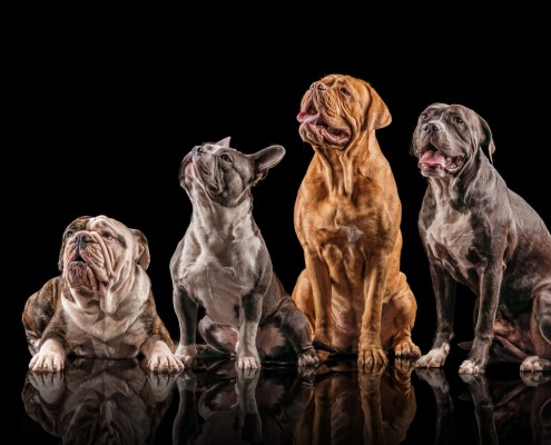 Dogs in the Studio
