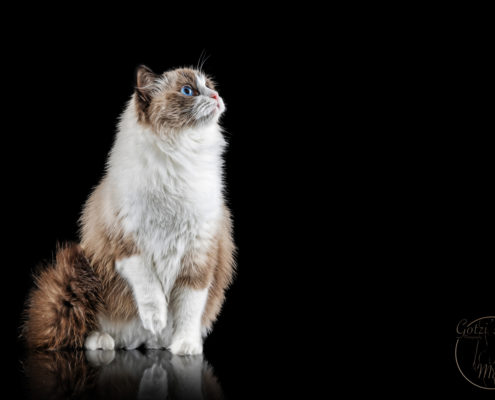Katze