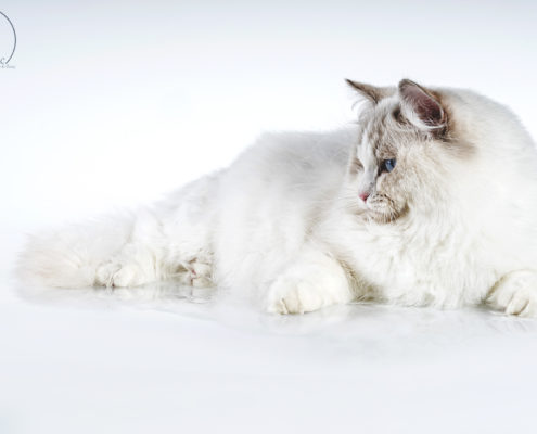 Katzen Zucht Ragdoll Future Dream