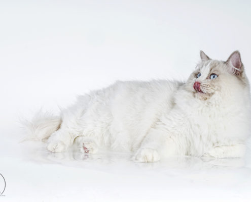 Katzen Zucht Ragdoll Future Dream