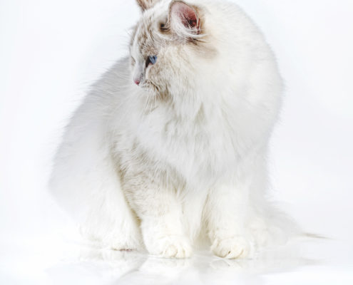 Katzen Zucht Ragdoll Future Dream