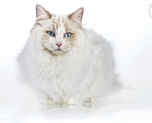 Katzen Zucht Ragdoll Future Dream