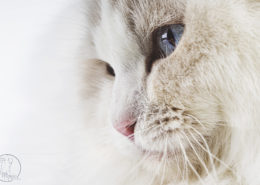 Katzen Zucht Ragdoll Future Dream