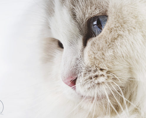 Katzen Zucht Ragdoll Future Dream