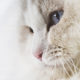 Katzen Zucht Ragdoll Future Dream