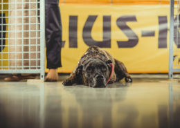 Julius K9 Schweiz