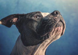 Hunde oder der beste Freund des Menschen