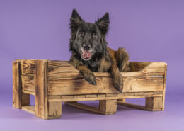 DOGDREAM Hundelifestyle oder Hundeträume werden wahr