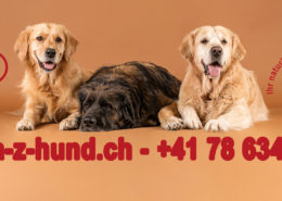 A-Z-HUND der etwas andere Hundeshop