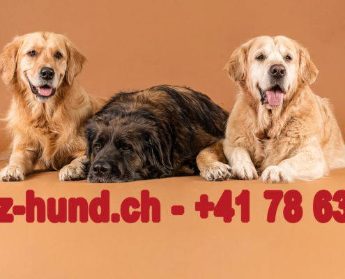 A-Z-HUND der etwas andere Hundeshop