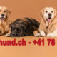 A-Z-HUND der etwas andere Hundeshop