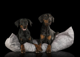 Hunde Lifestyle von Dogota
