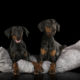 Hunde Lifestyle von Dogota