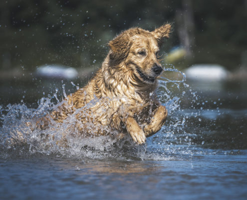 Hunde Fotografie Outdoor