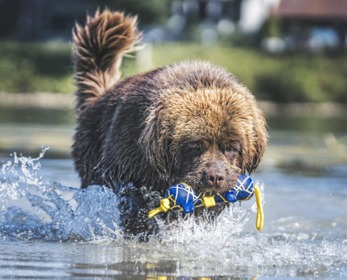 Hunde Fotografie Outdoor