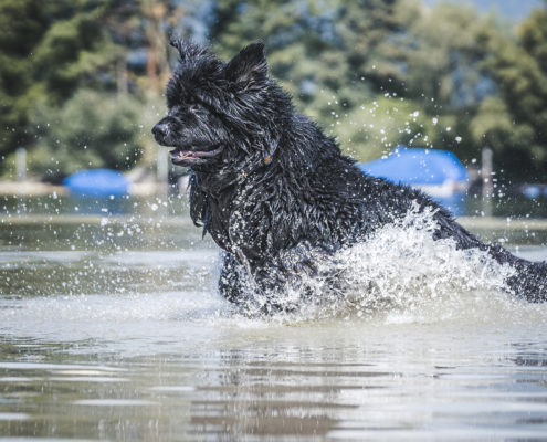 Hunde Fotografie Outdoor