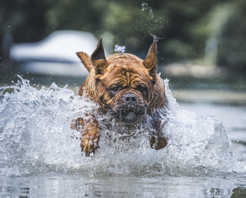 Hunde Fotografie Outdoor