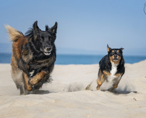 Hunde Fotografie Outdoor