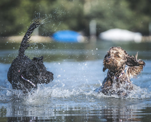 Hunde Fotografie Outdoor