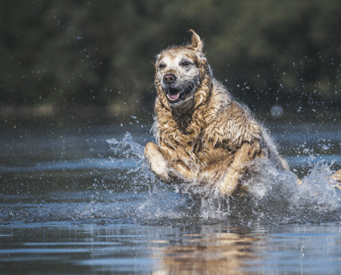 Hunde Fotografie Outdoor