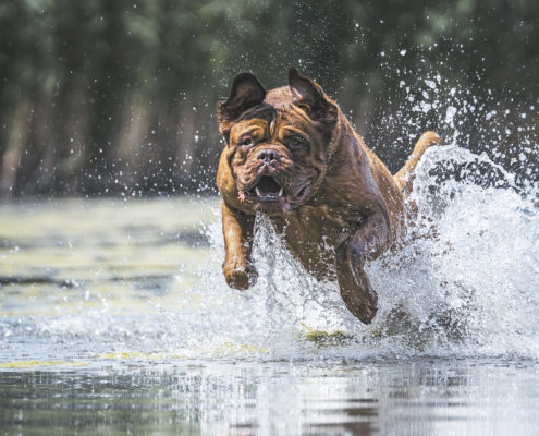 Hunde Fotografie Outdoor