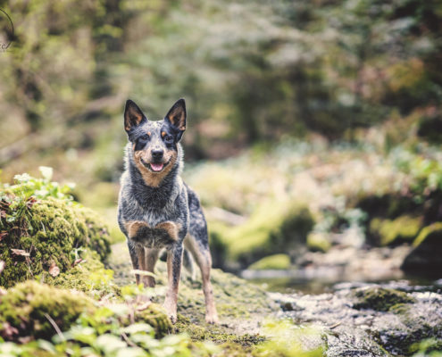 Hunde Fotografie Outdoor