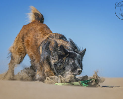 Hunde Fotografie Outdoor