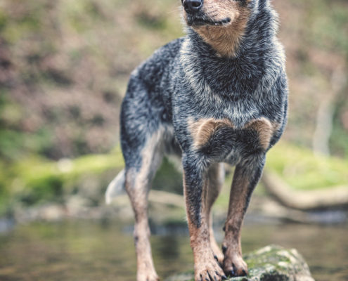 Hunde Fotografie Outdoor