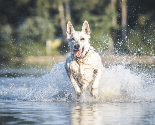 Hunde Fotografie Outdoor