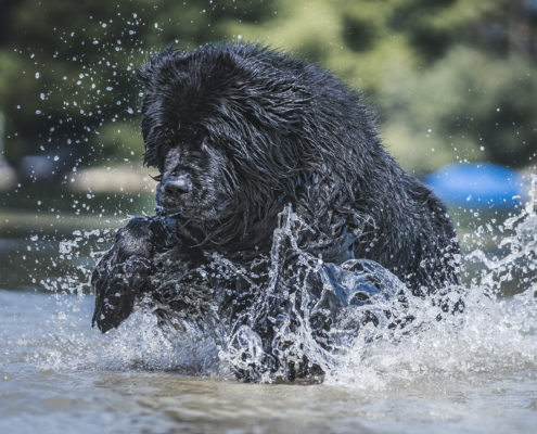 Hunde Fotografie Outdoor