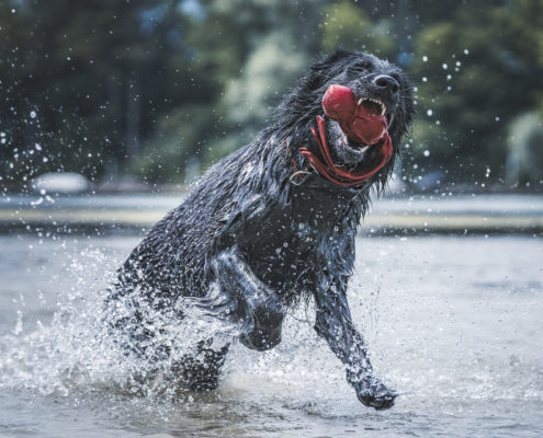 Hunde Fotografie Outdoor