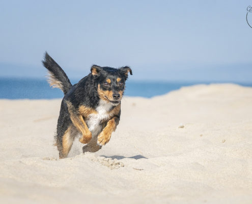 Hunde Fotografie Outdoor