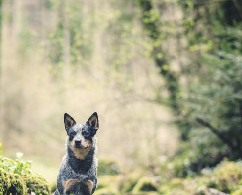 Hunde Fotografie Outdoor