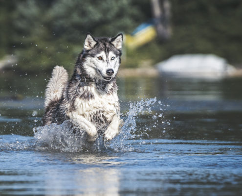 Hunde Fotografie Outdoor