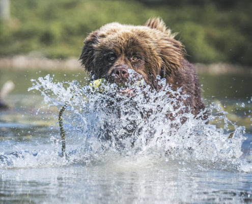 Hunde Fotografie Outdoor