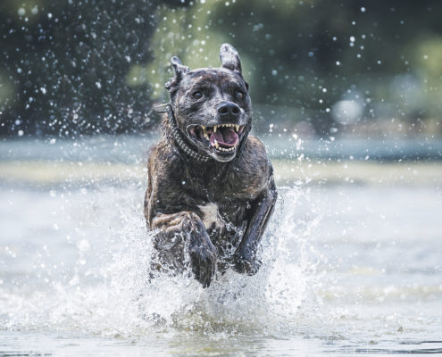 Hunde Fotografie Outdoor