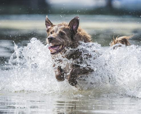 Hunde Fotografie Outdoor