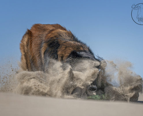 Hunde Fotografie Outdoor