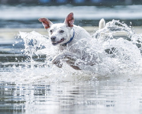 Hunde Fotografie Outdoor