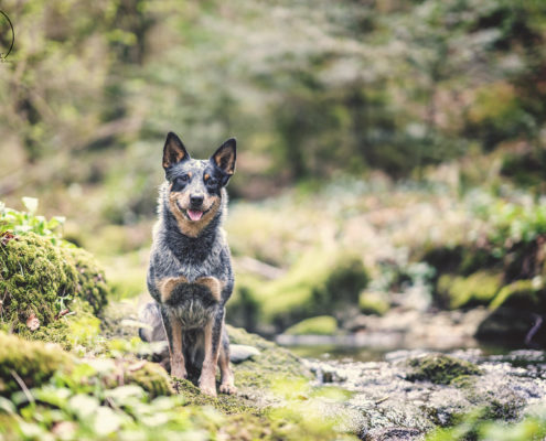 Hunde Fotografie Outdoor