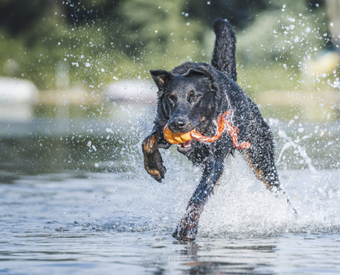 Hunde Fotografie Outdoor