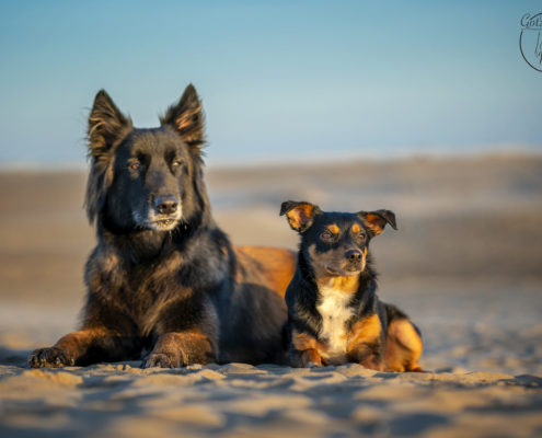 Hunde Fotografie Outdoor