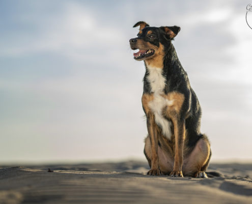 Hunde Fotografie Outdoor