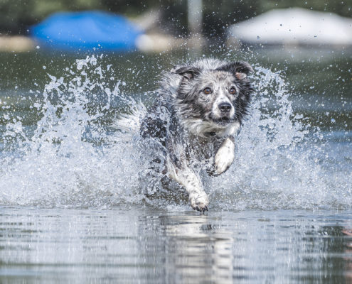 Hunde Fotografie Outdoor