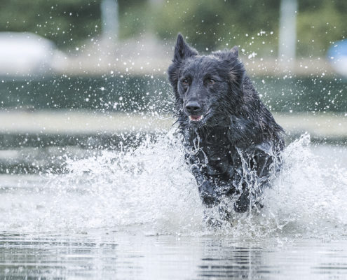 Hunde Fotografie Outdoor