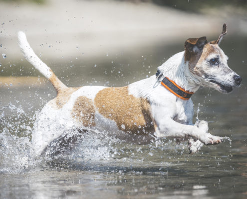 Hunde Fotografie Outdoor