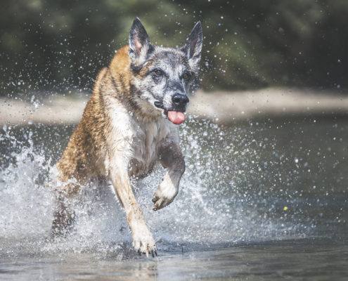 Hunde Fotografie Outdoor