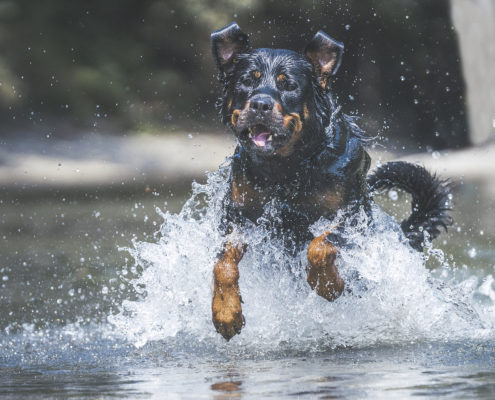 Hunde Fotografie Outdoor