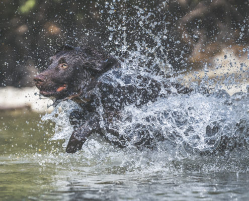 Hunde Fotografie Outdoor