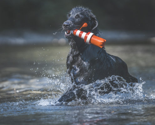 Hunde Fotografie Outdoor